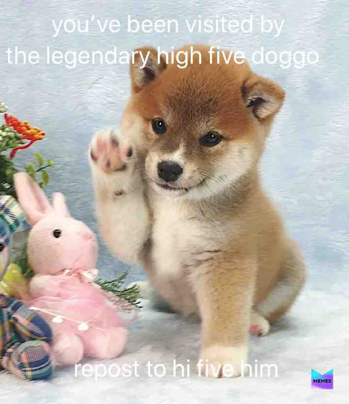 Meme shared by @XxDifferentbreedxX
