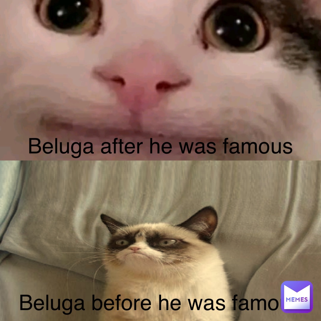 Beluga before he was famous Beluga after he was famous