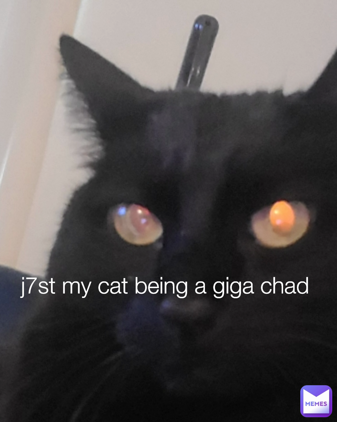 j7st my cat being a giga chad