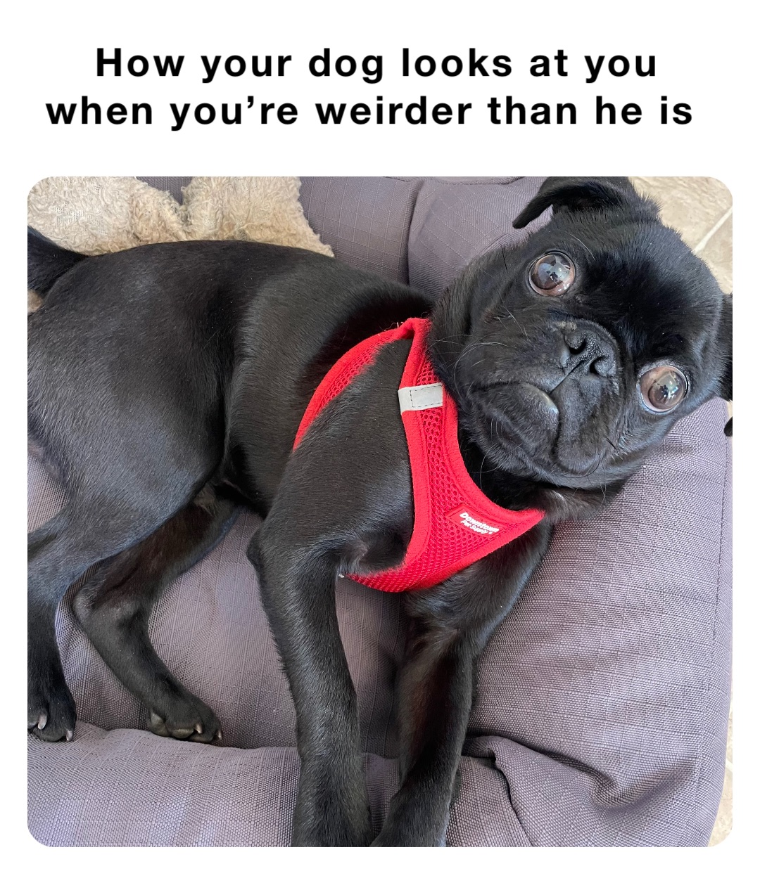 Meme by Illustratedric