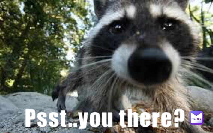 #raccoonmemes