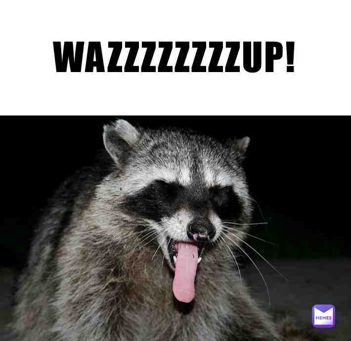 #raccoonmemes