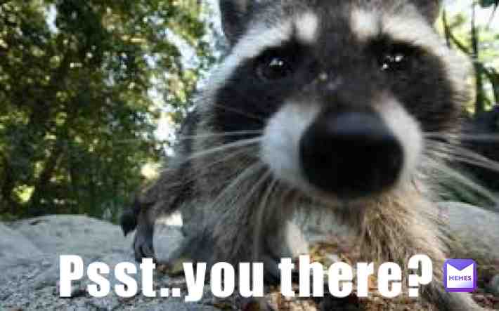 #raccoonmemes