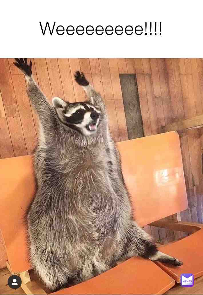 #raccoonmemes