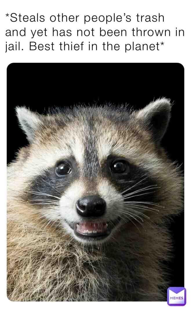 😌🦝 #teamraccoon #thief #trash #funnymemes