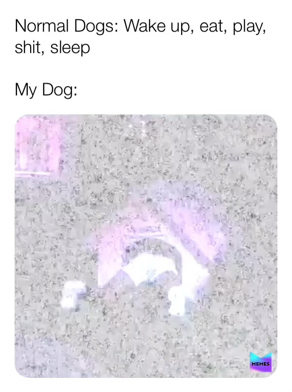 Bad Bitch Vibes continues on into animals, Fantastic  #badbitch  #twerk  #7rings