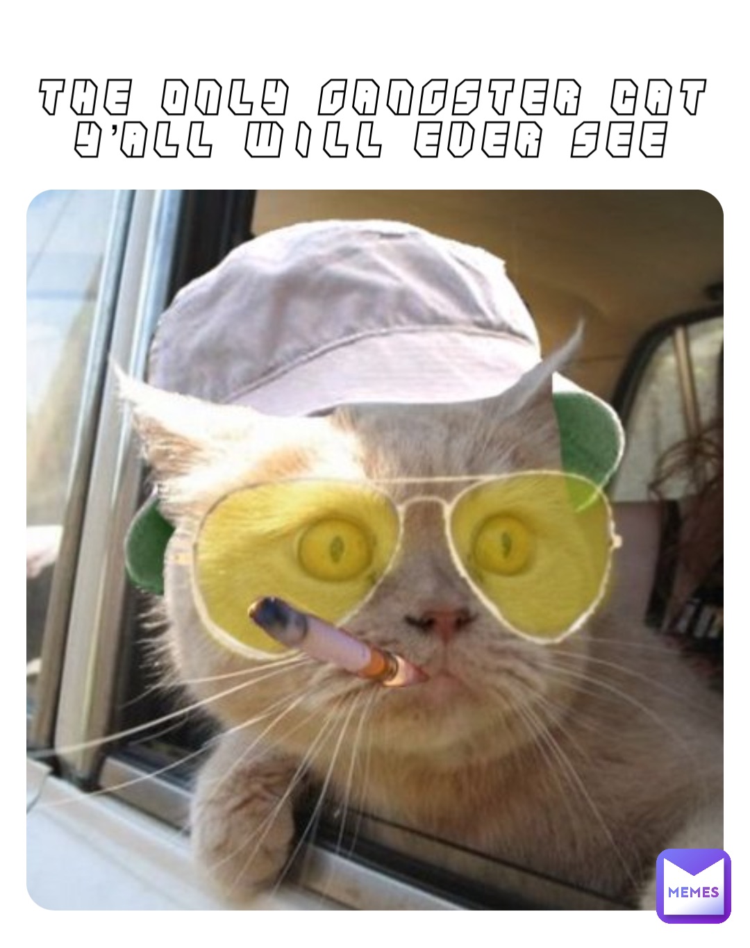 The only gangster cat y’all will ever see