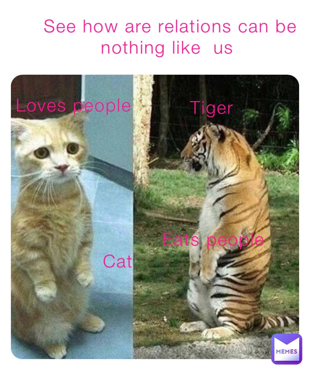 Tiger Cat Eats people Loves people See how are relations can be nothing like  us