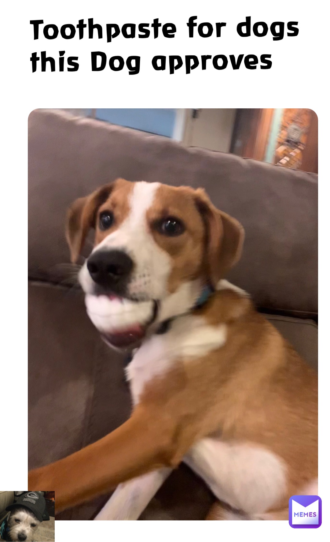 Toothpaste for dogs this Dog approves