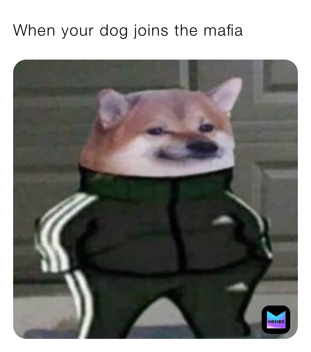 When your dog joins the mafia