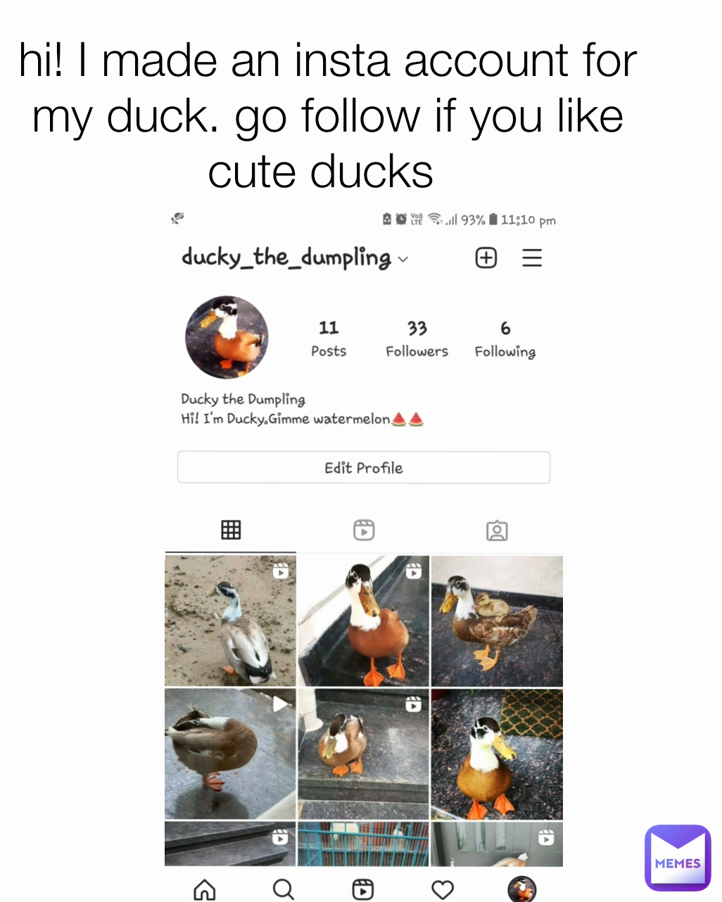 hi! I made an insta account for my duck. go follow if you like cute ducks 