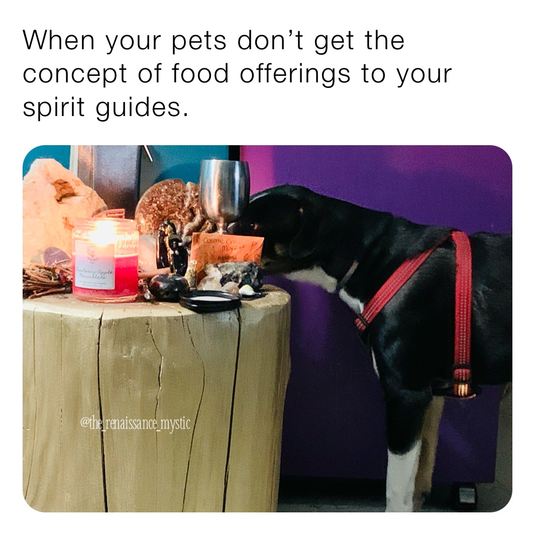 When your pets don’t get the concept of food offerings to your spirit guides. 