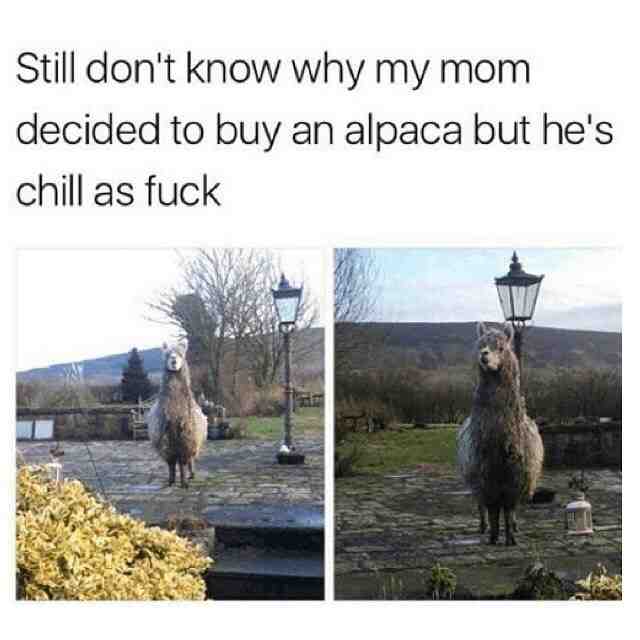 Meme shared by @F0r3v3r.y0urs