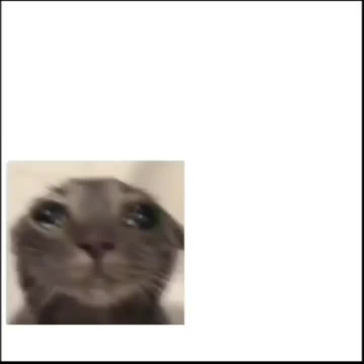 Meme preview