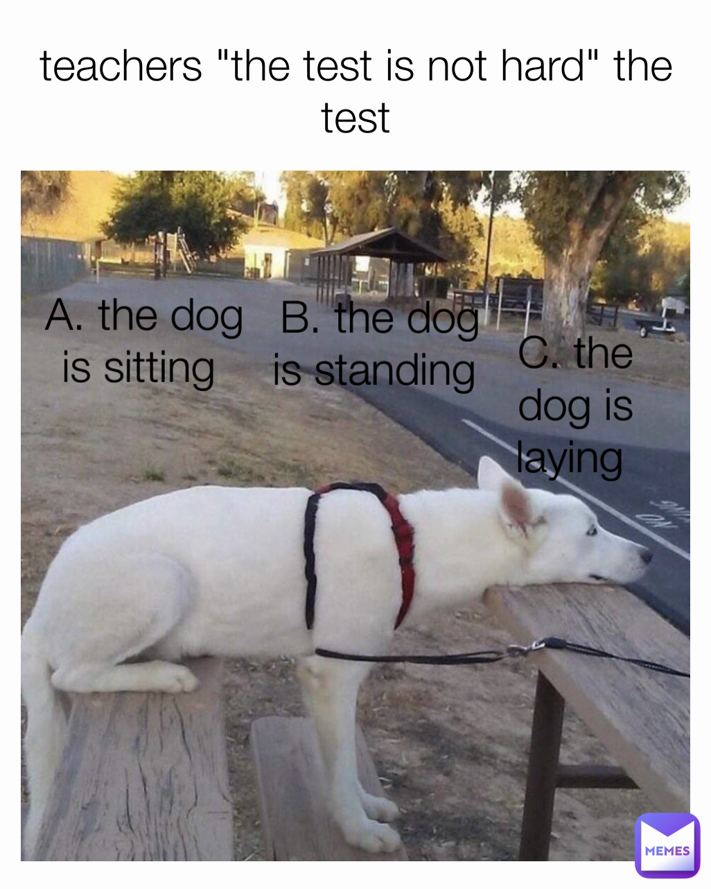 C. the dog is laying  B. the dog is standing  teachers "the test is not hard" the test A. the dog is sitting 