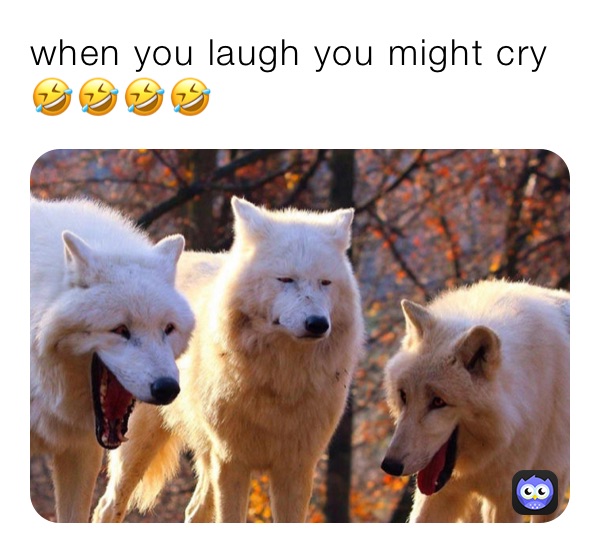 Meme by lovekittycatsbekindorelse