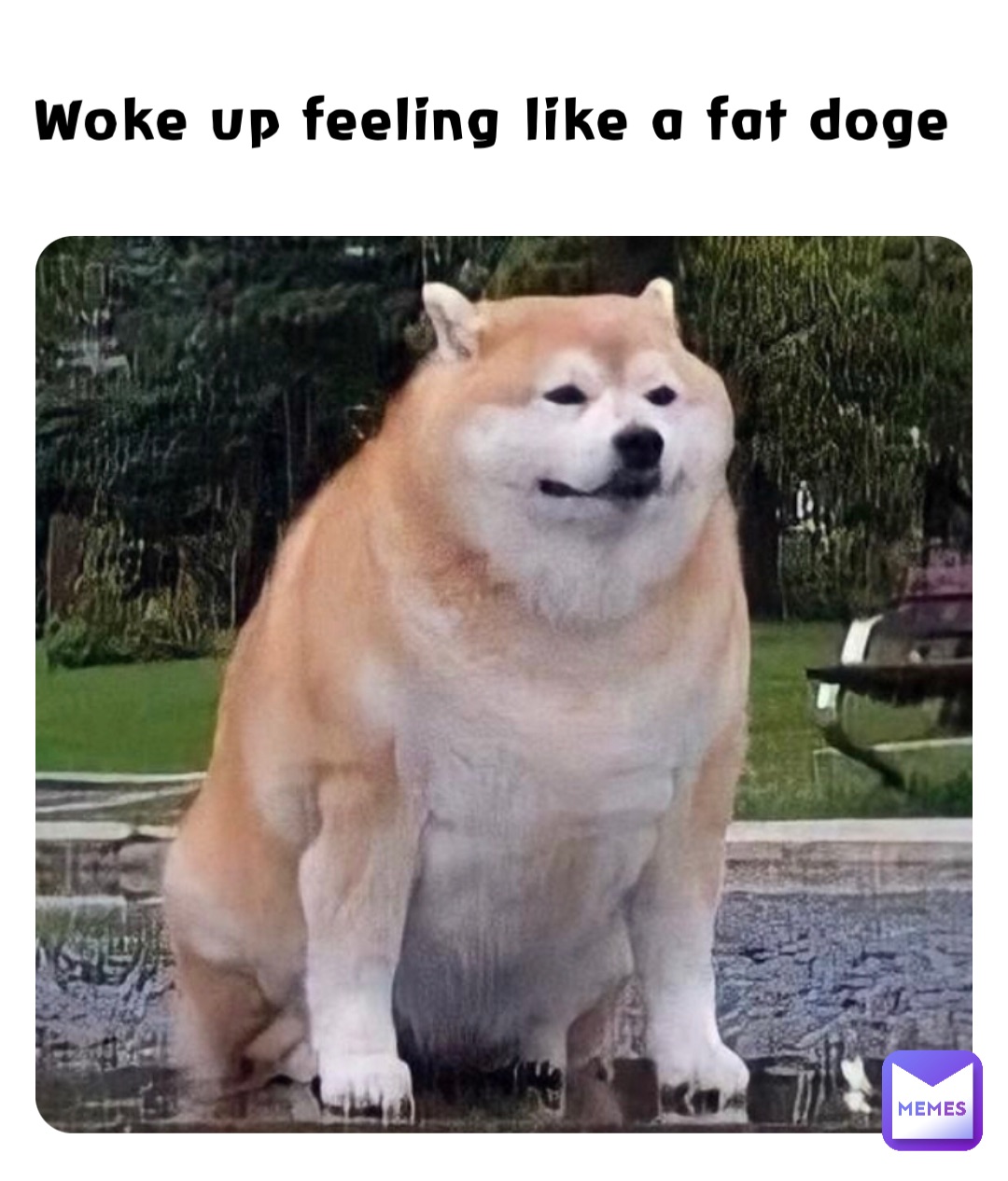 Woke up feeling like a fat doge