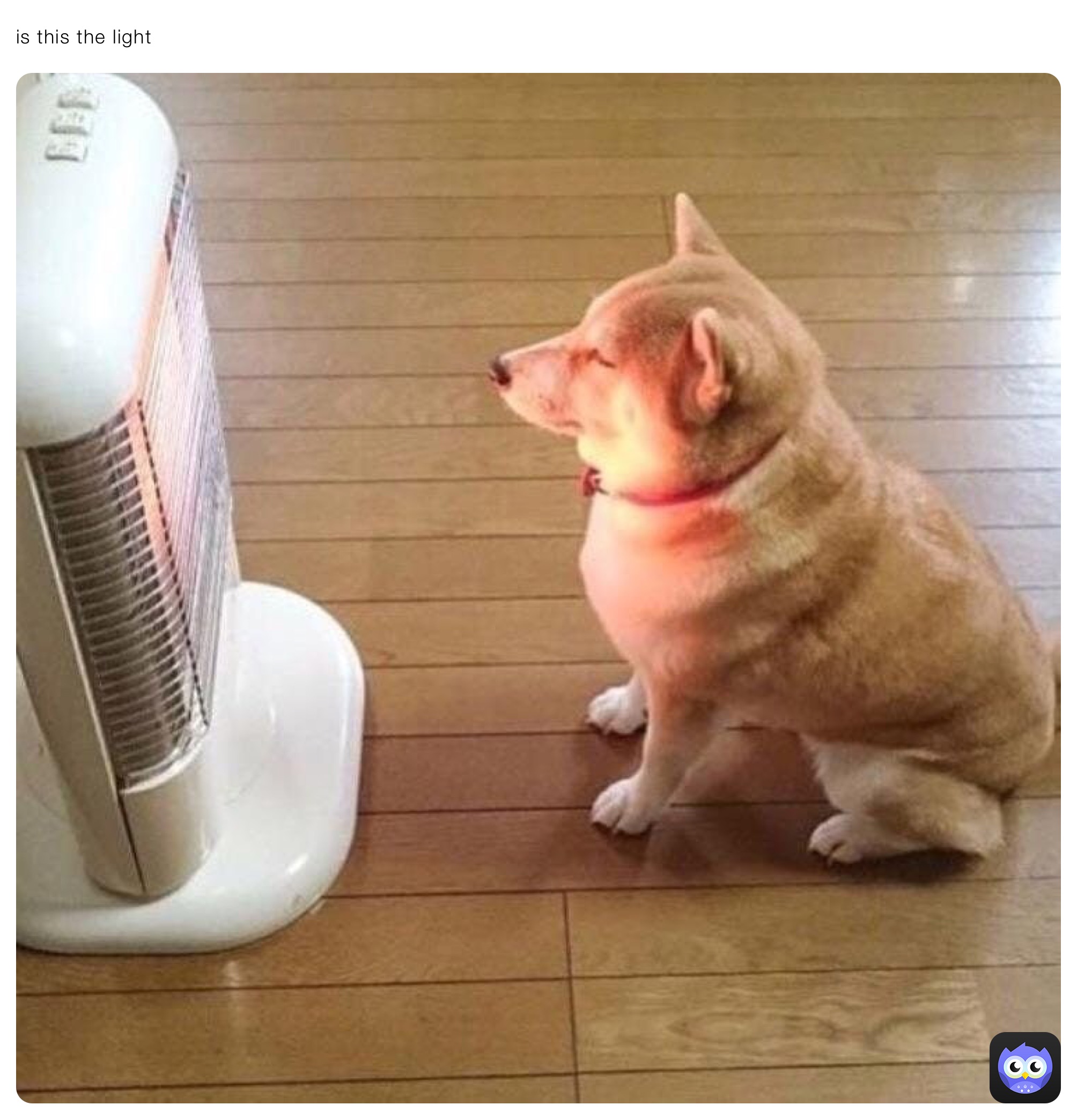 is this the light 