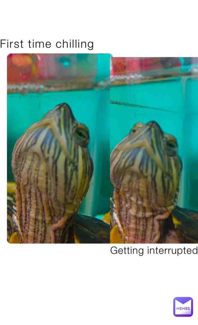 I just want to chill bro #turtle