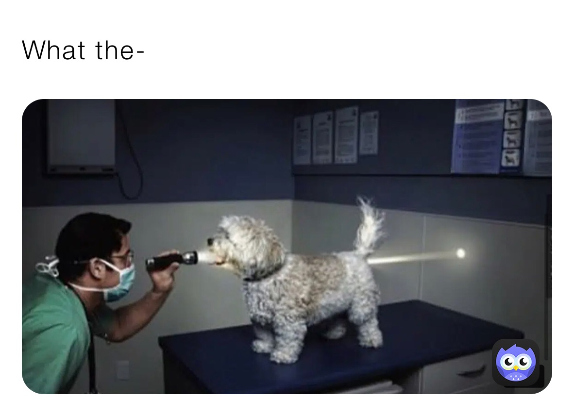 What the-