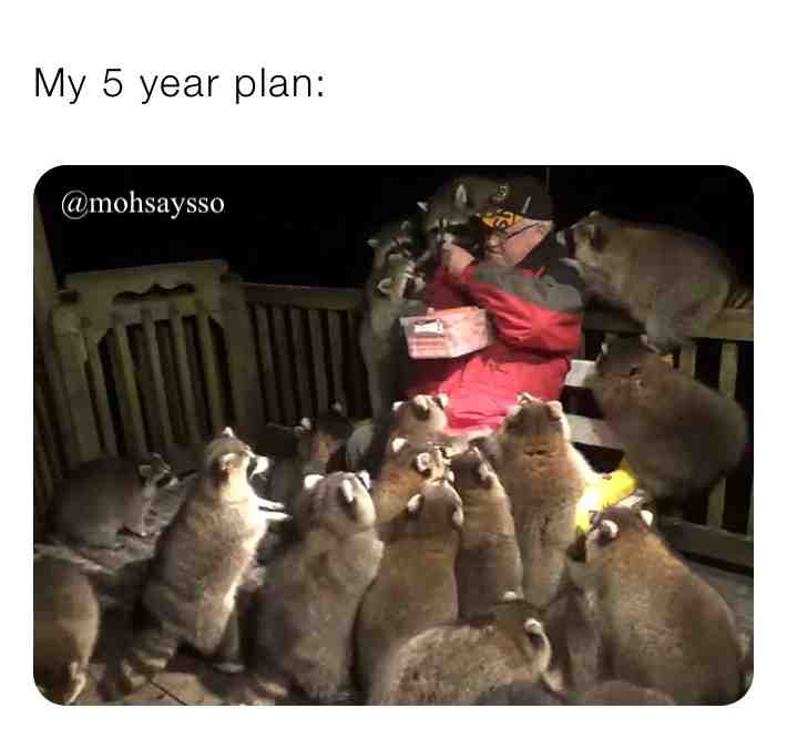 #raccoons #future