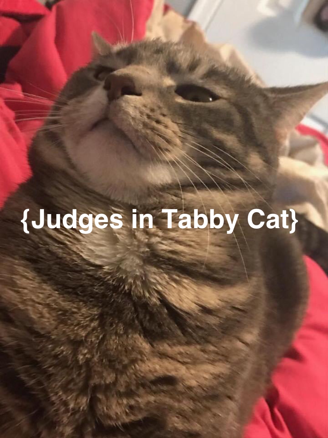 {Judges in Tabby Cat}
