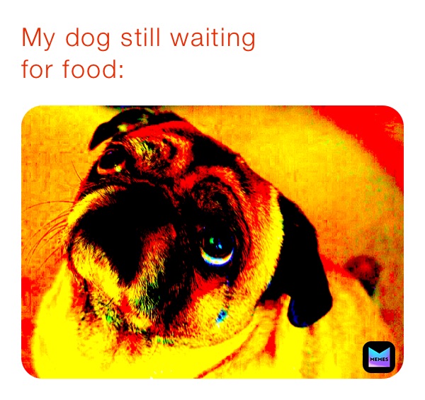 My dog still waiting 
for food: