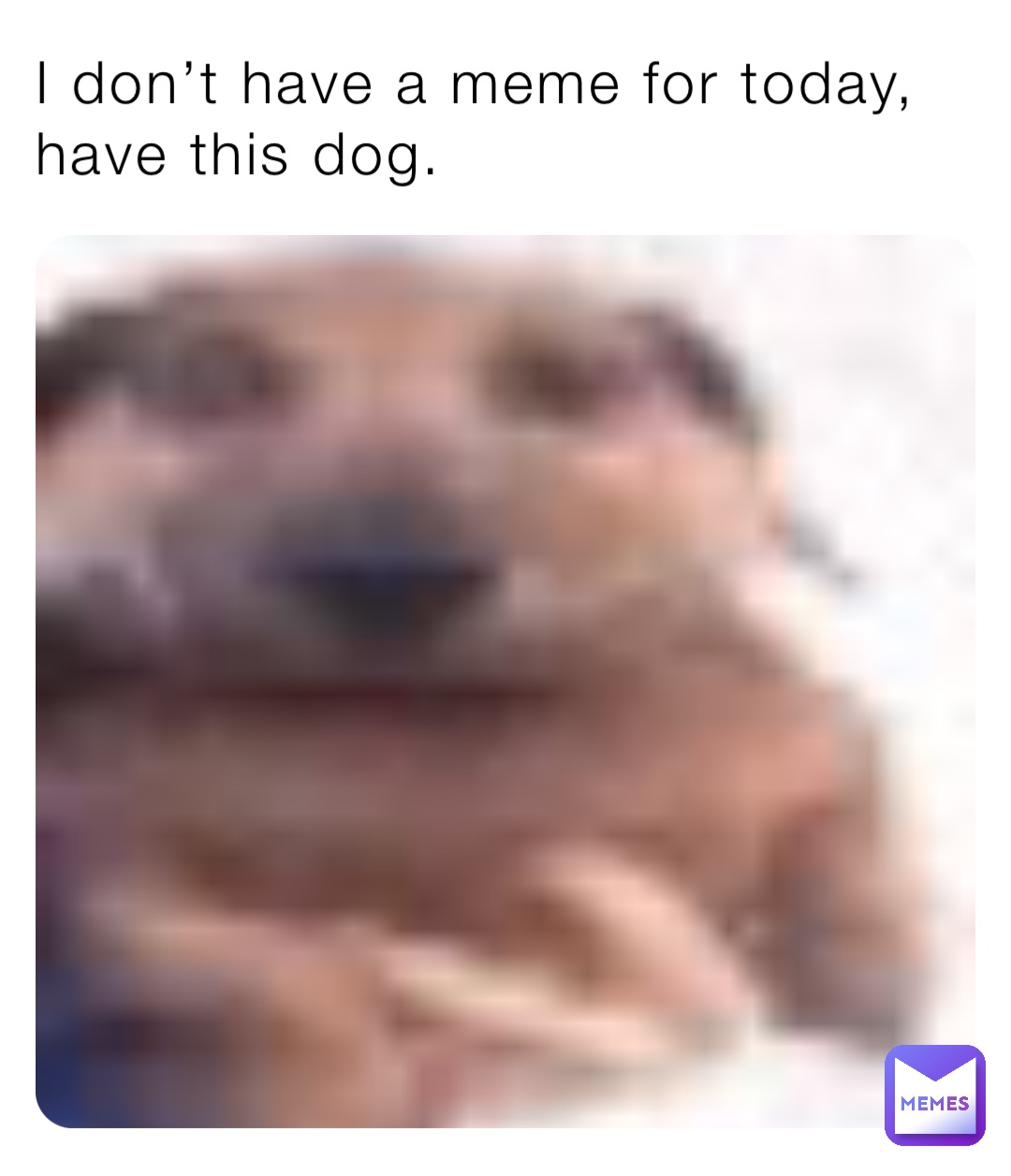 I don’t have a meme for today, have this dog.
