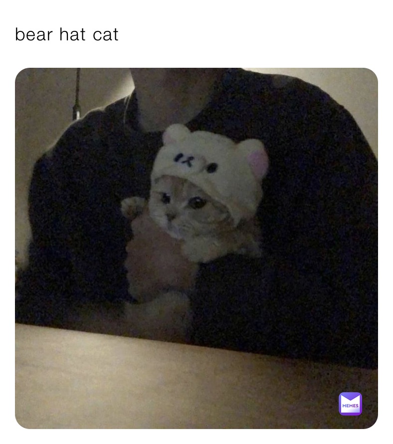 bear hat cat