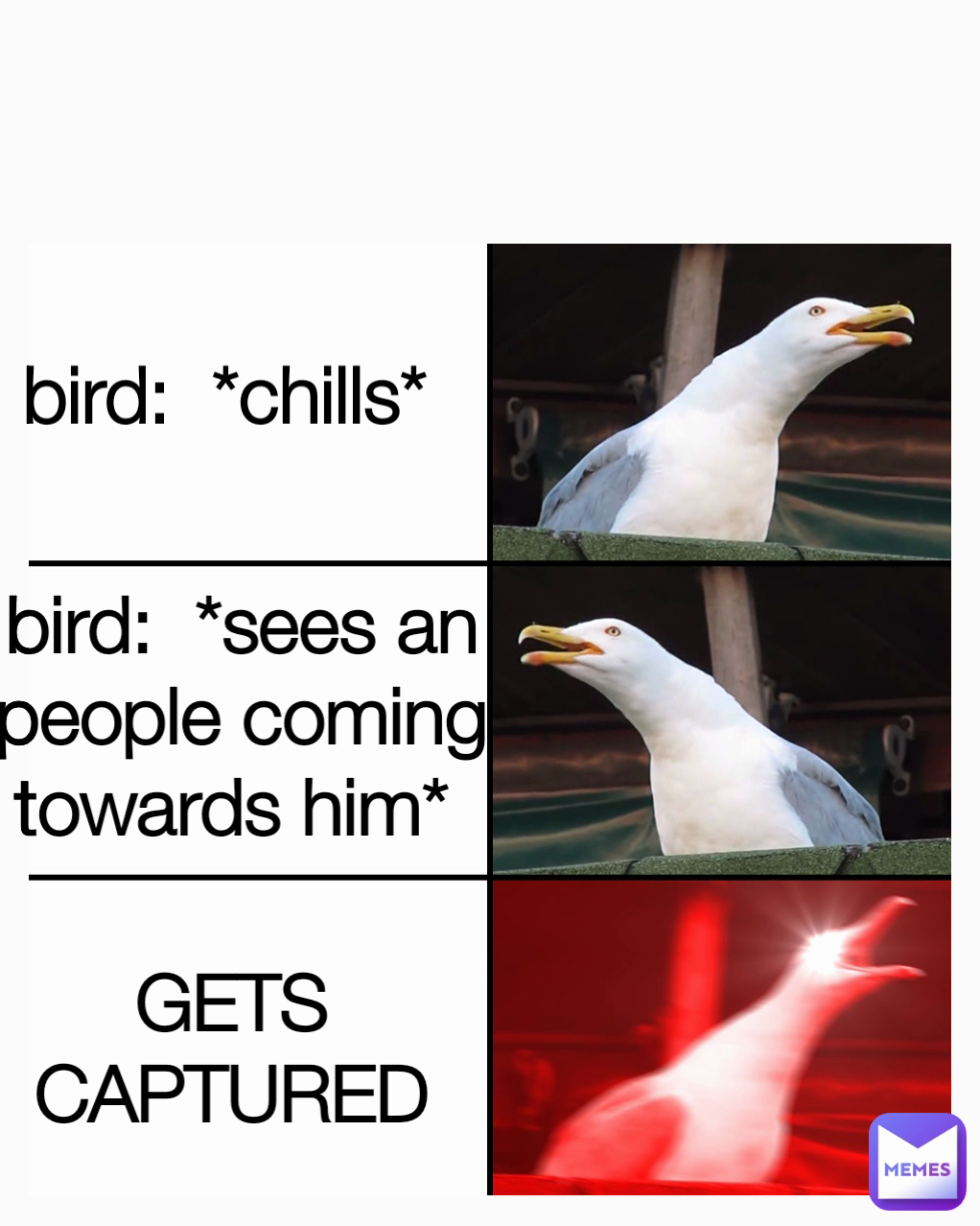 bird:  *sees an people coming towards him*  GETS CAPTURED bird:  *chills*