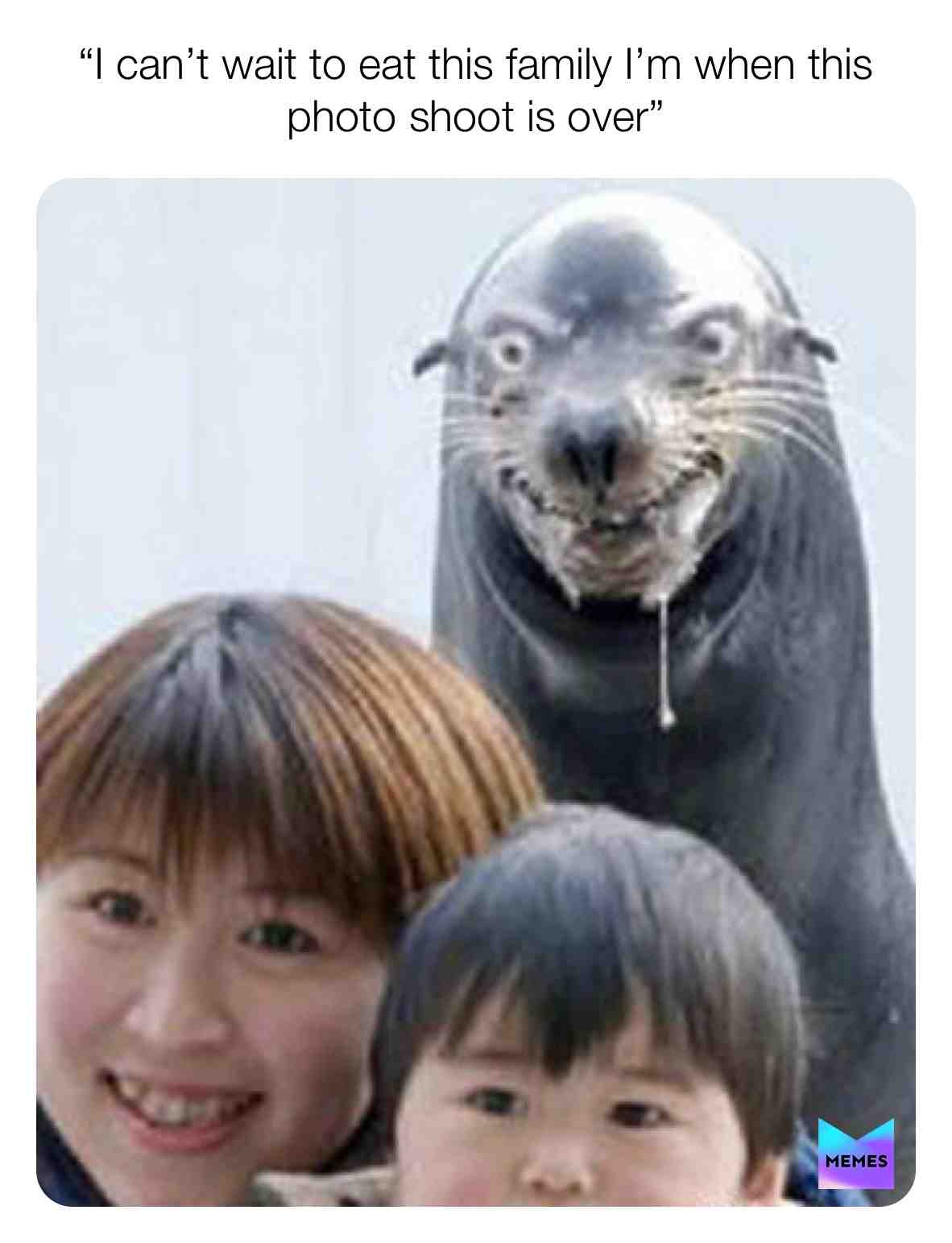 Let me eat this family already #evilseal #seal #hungry #family