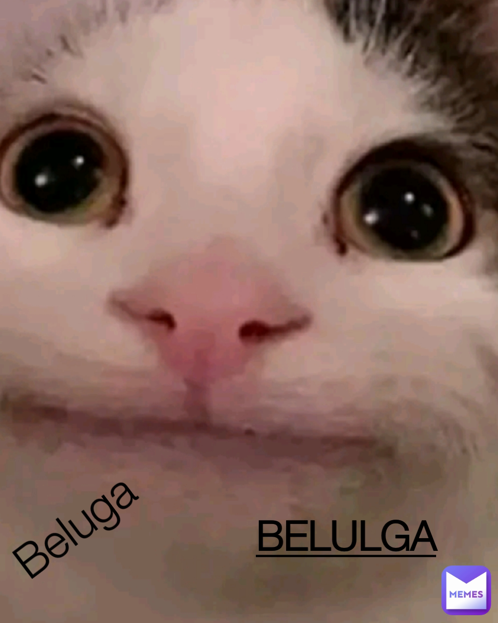 Digite seu F nós comentários 😭😭😭😭#cheems #beluga #cat #foryou