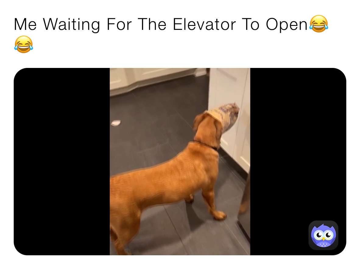 Meme by davirossinholli