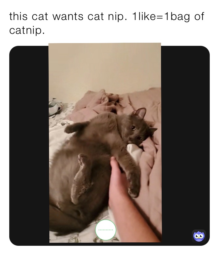 this cat wants cat nip. 1like=1bag of catnip.