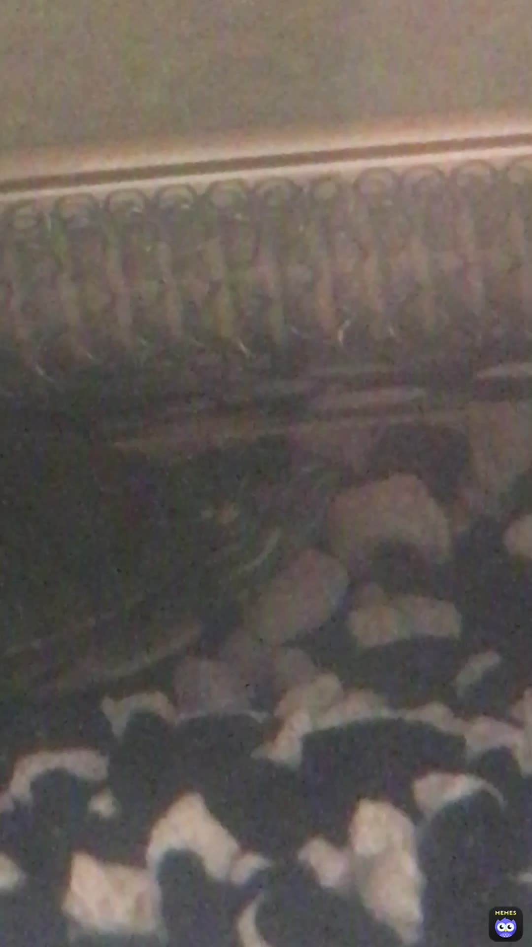 I have turtles