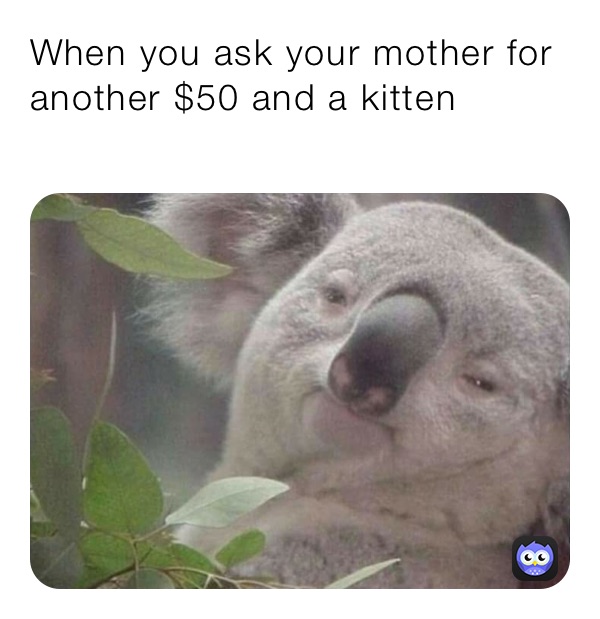 When you ask your mother for another $50 and a kitten
