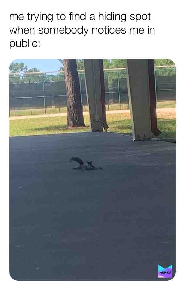 #memes #squirrel #dontlookatme #public