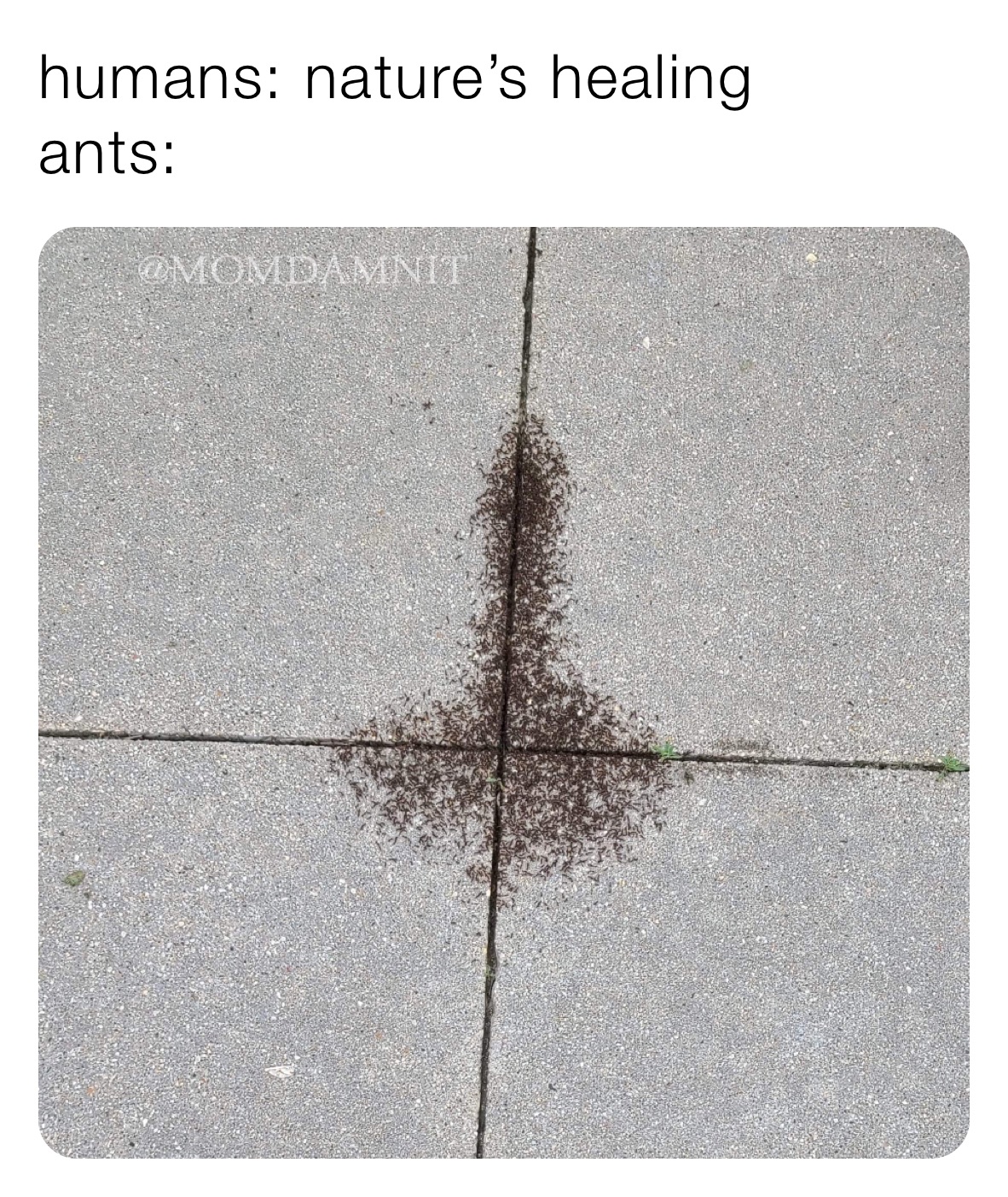 humans: nature’s healing
ants: 