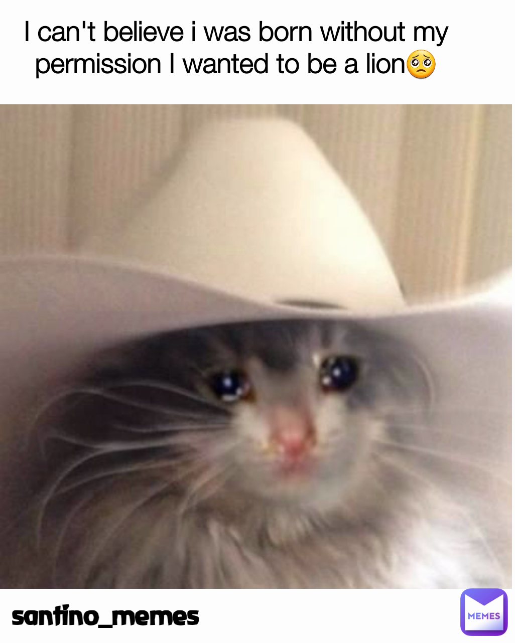I can't believe i was born without my permission I wanted to be a lion🥺 santino_memes