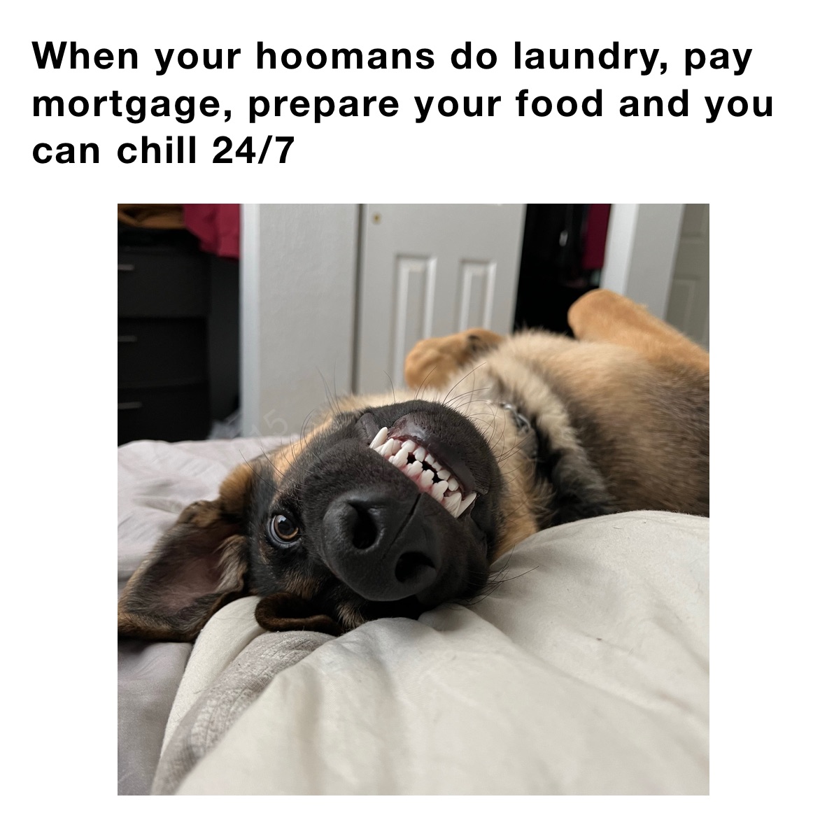 When your hoomans do laundry, pay mortgage, prepare your food and you can chill 24/7