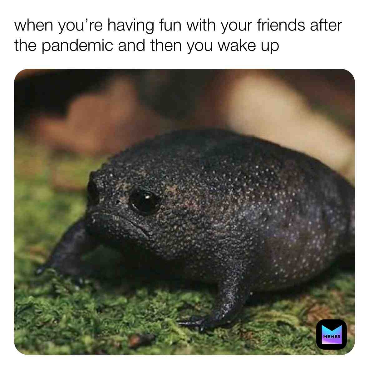 Meme preview