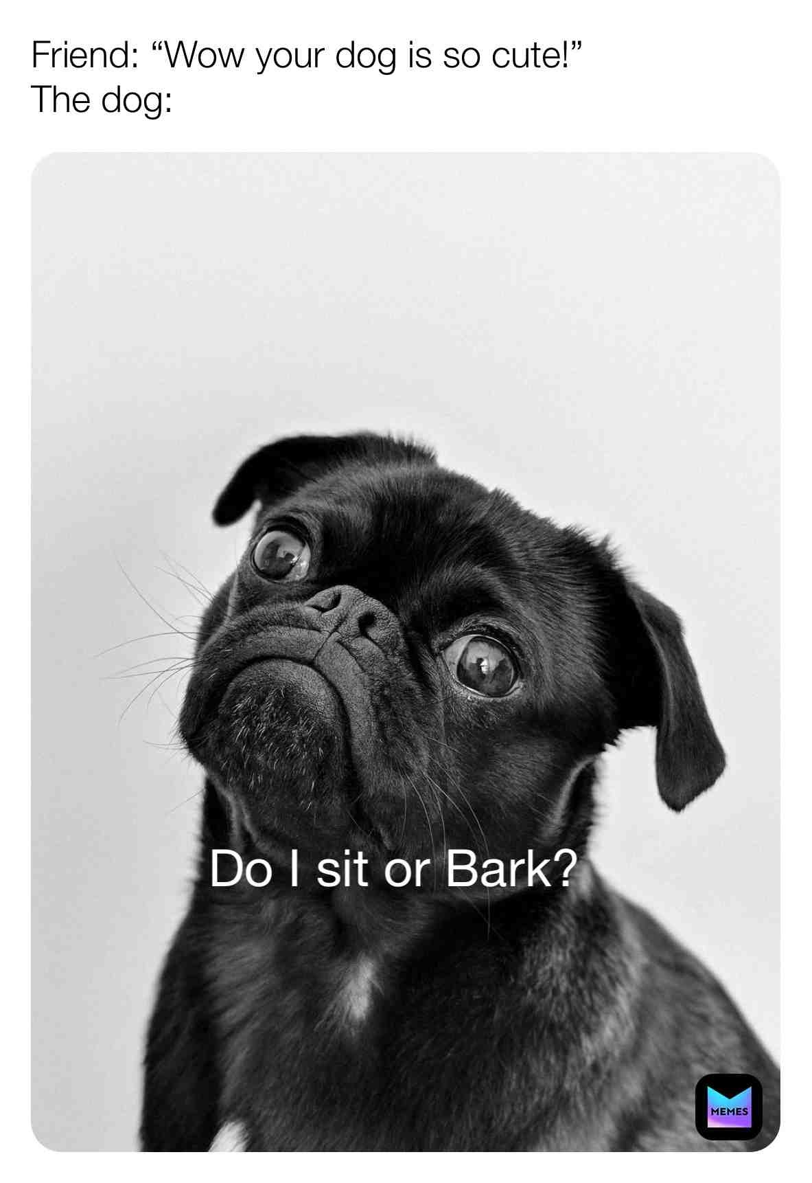 Meme shared by @PupsGlow