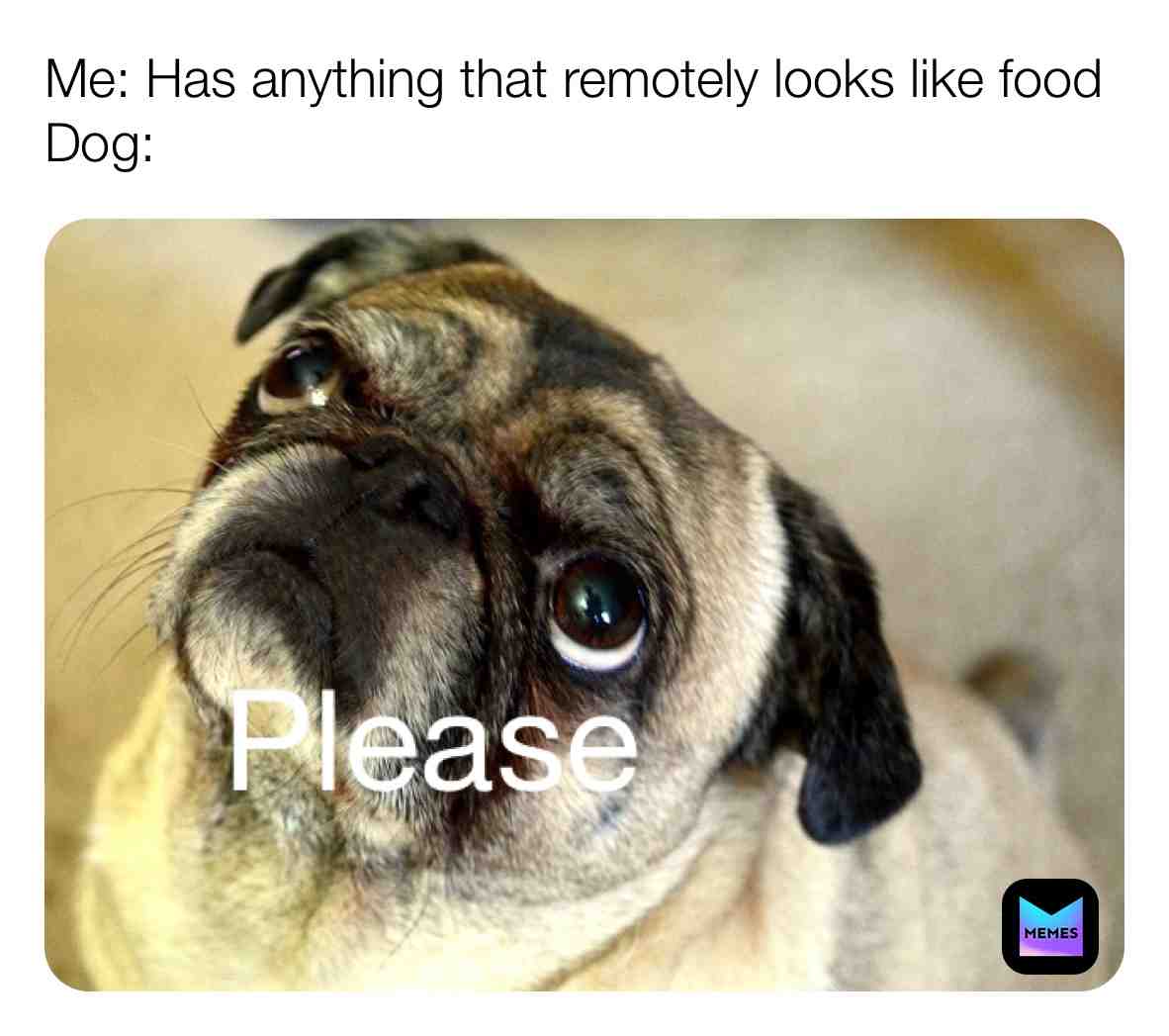 #beg #dog #gooddog #pupper