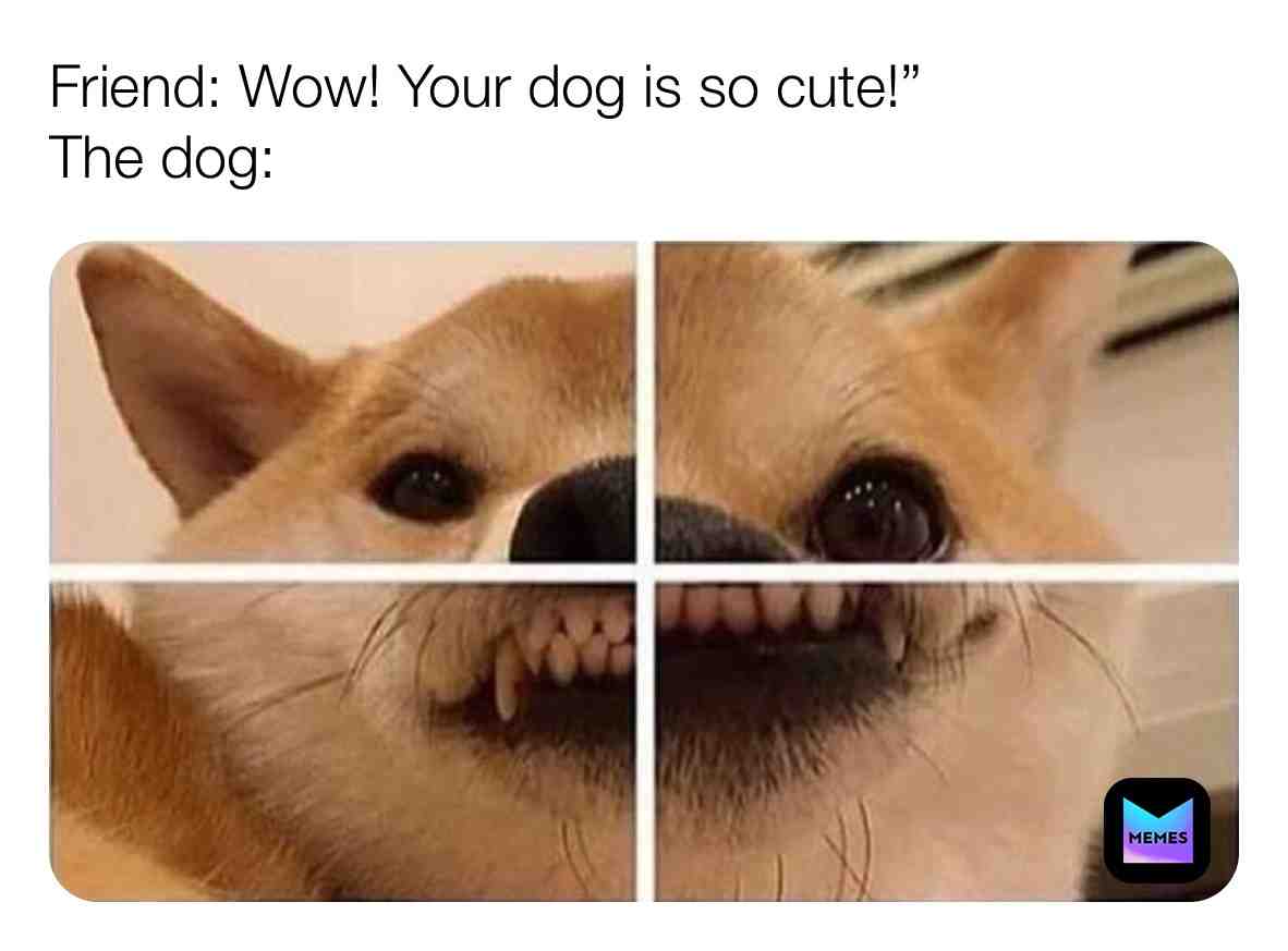 #gooddog #pupper #dog #dogmemes #puppy #dogslife