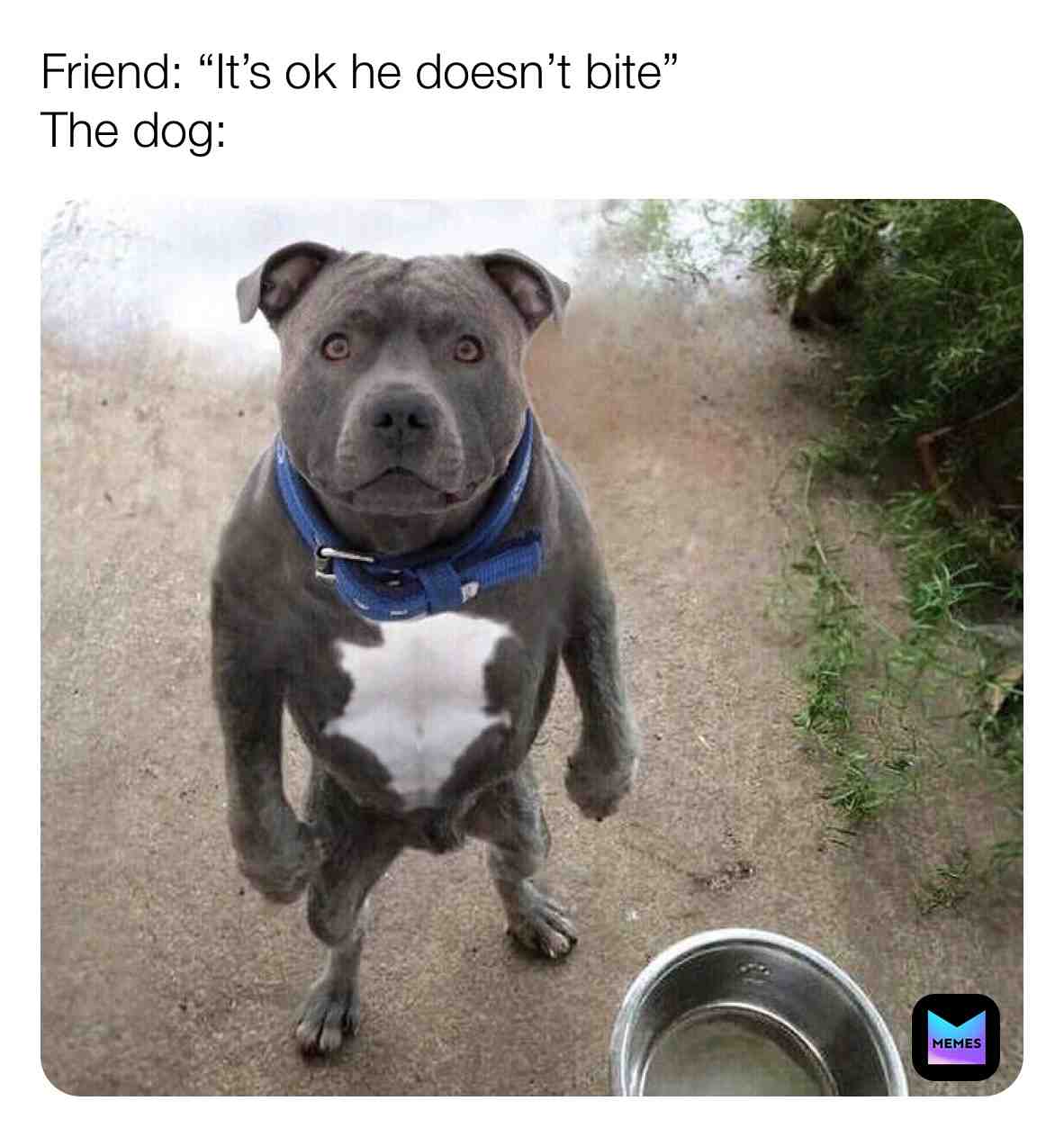 Cool dog tho, #gooddog #pupper #dog #dogmemes #puppy #dogslife
