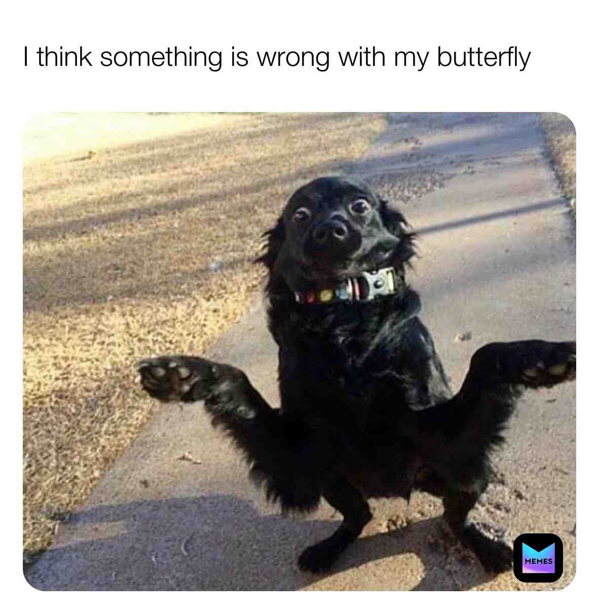 #gooddog #pupper #dog #dogmemes #puppy #dogslife