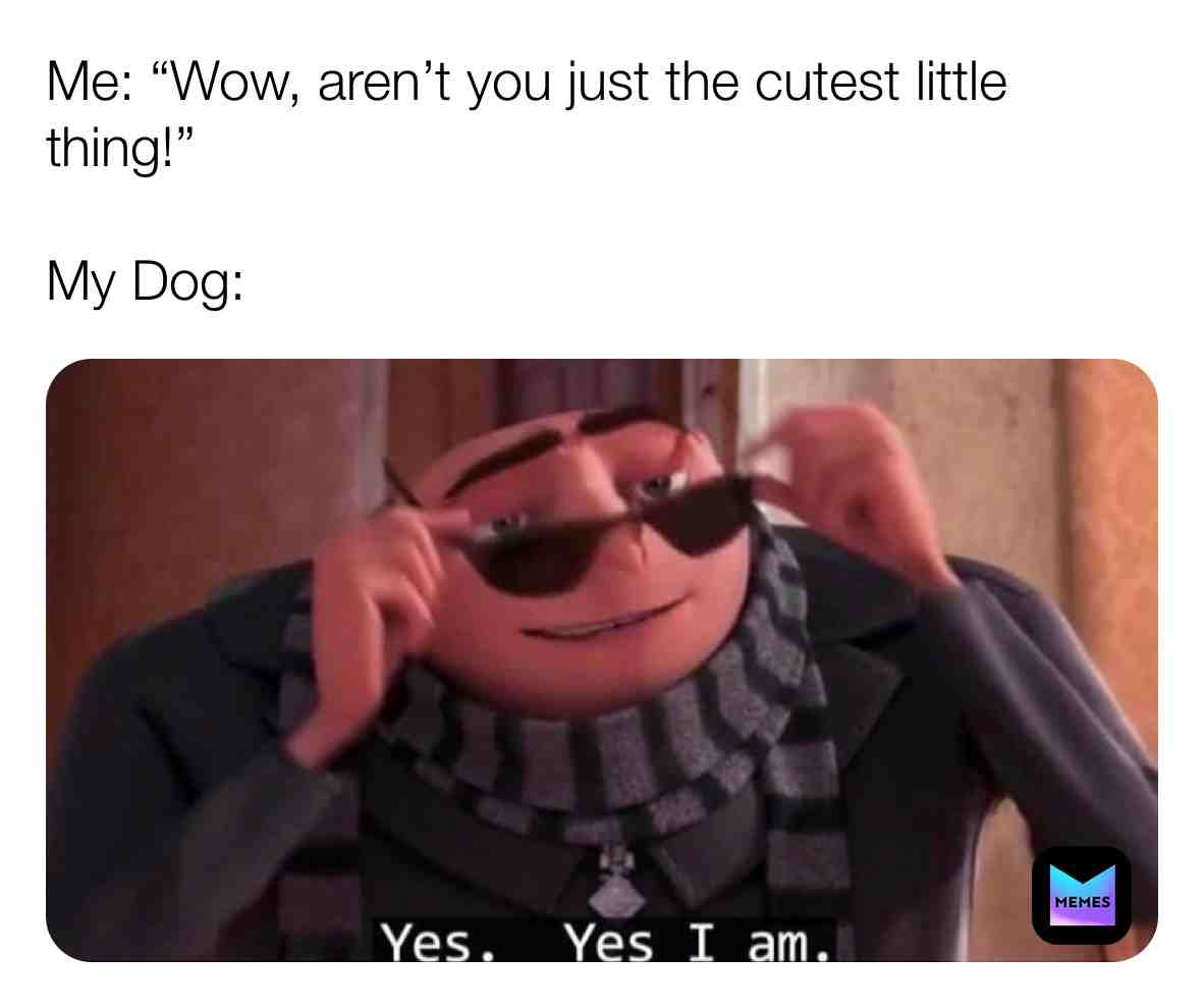 Follow @pupsglow for more  #gooddog  #pupper  #dog  #dogmemes  #puppy  #dogslife