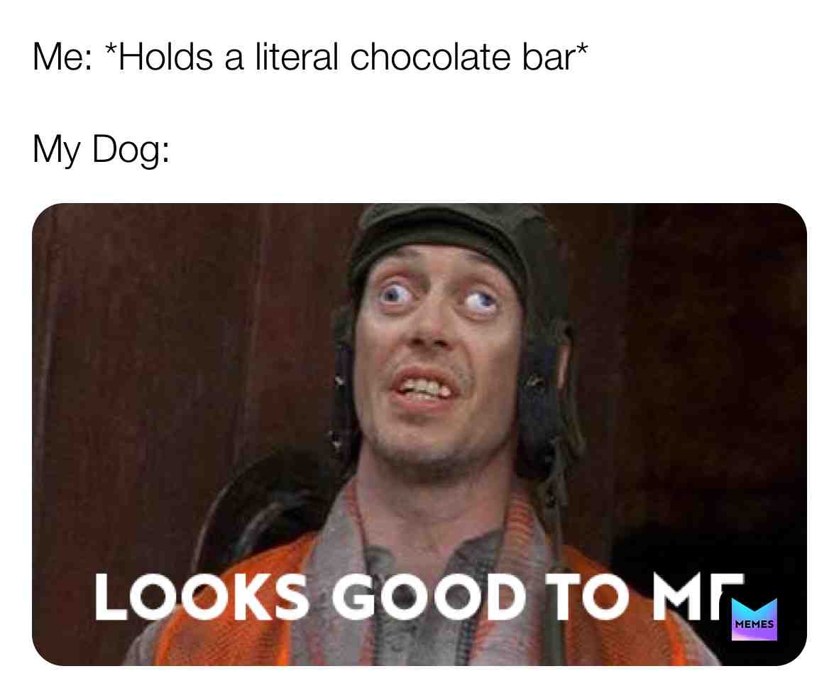 Follow @pupsglow for more  #gooddog  #pupper  #dog  #dogmemes  #puppy  #dogslife
