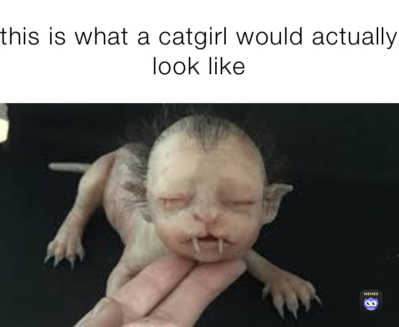 More CatGirl Memes!! 