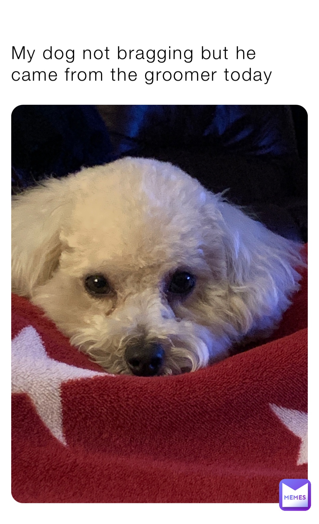 My dog not bragging but he came from the groomer today